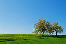 Two Trees On A Green Hill With Cloudless Blue Sky