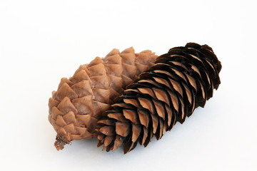 two fir-cone