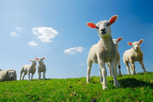 Cute Lambs In Spring
