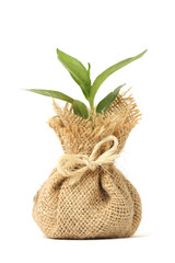 Wall Mural - young plant in bag