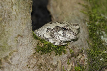 Gray Tree Frog (Hyla Versicolor) Sleeping In A Tree
