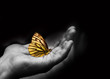 canvas print picture - Butterfly on a man's hand.