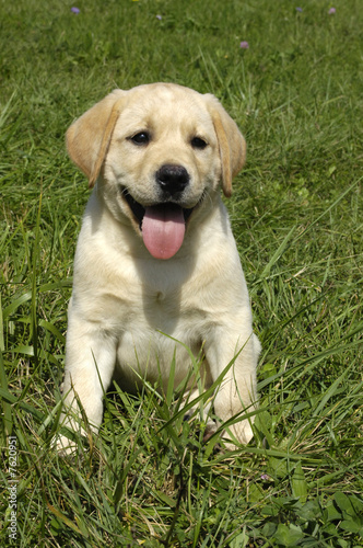 Chien De Race Labrador Dans Un Jardin Buy This Stock Photo