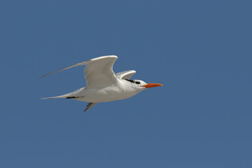 Wall Mural - Royal Tern (Sterna maxima) in flight over the Atlantic Ocean