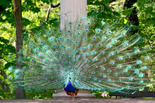 Peacock In Garden Of Luxury Palace.