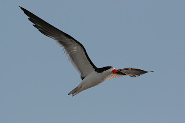 Sticker - Black Skimmer (rhynchops niger) in flight