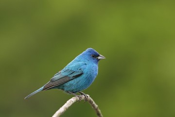 Indigo Bunting