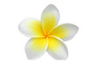 Leinwandbild Motiv Frangipani(plumeria) flower isolated on white