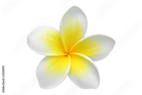 Fotografía Frangipani (Plumeria) flores aisladas en blanco