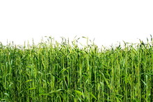 Green Grain Field Isolated
