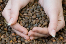 Handful Of Cedar Nuts