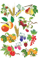 Sticker - fruits collection