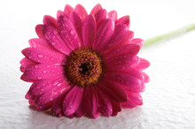 Macro Image Of A Pink Flower On White Background With Waterdrops