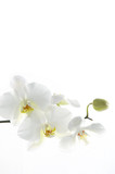 Fototapeta Storczyk - Beautiful  white orchid