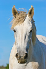 Wall Mural - Pferd vor Himmel