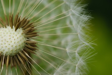 Wall Mural - dandelion seed