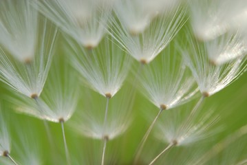 Wall Mural - dandelion seed