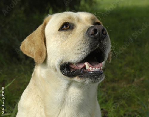Chien De Race Labrador Buy This Stock Photo And Explore