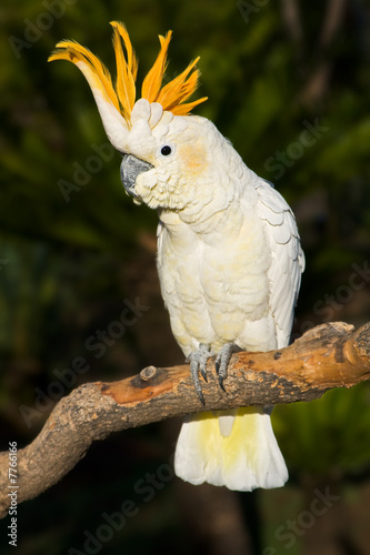 Foto-Fahne - Cockatoo looking left (von Victor Soares)