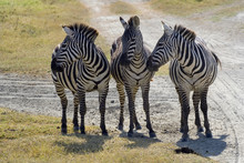 Three Zebra Fellows Gossip