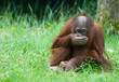 Leinwandbild Motiv cute baby orangutan