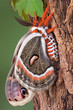 Cecropia Moth on tree
