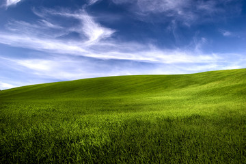Wall Mural - Spring field