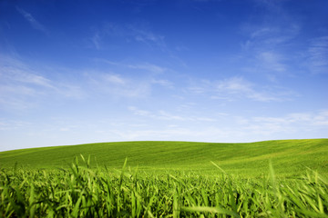 Wall Mural - Spring field