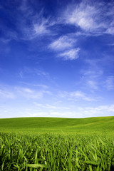 Wall Mural - Spring field