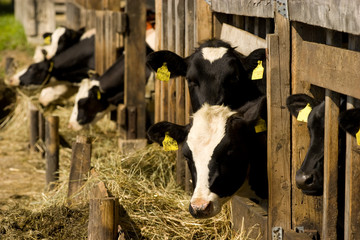 Cows in feeding place