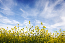 Blue Sky Against Yellow Field