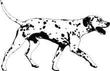 Illustration Of A Dalmatian Dog