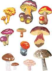 Wall Mural - different mushrooms