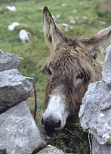Donkey, Ireland
