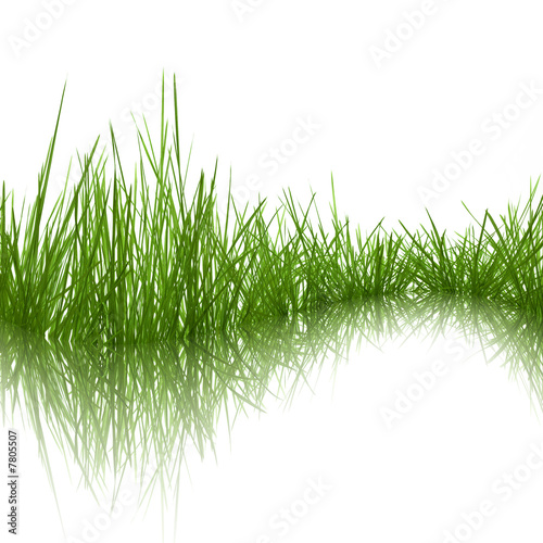 Foto-Lamellenvorhang - Grass (von Ray)