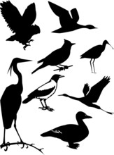 Collection Of Birds. Vector Illustration