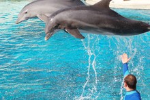 Dolphins Show