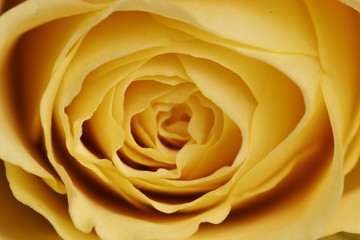 macro of the center of a rose