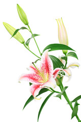 Wall Mural - lilies