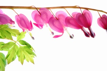 Wall Mural - pink dicentra