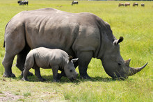 White Rhinoceros With 3 Weeks Calf