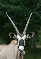 Gemsbok antelope