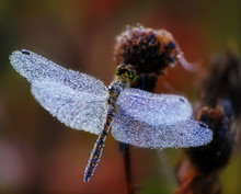 Dragonfly Drops Of Morning Dew Free Stock Photo - Public Domain Pictures