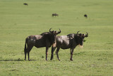 Fototapeta Sawanna - Wildebeest curiously looking