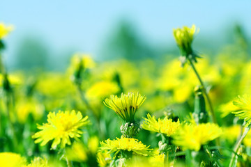 Poster - dandelion field