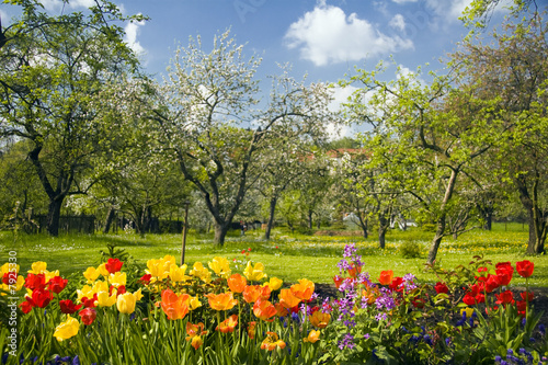 Naklejka na meble Tulpen vor Streuobstgarten