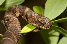 Northern Water Snake (nerodia Sipedon) Climbing In A Tree