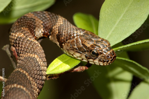 Fotografía Northern Water Snake (nerodia sipedon) climbing in a tree