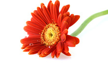 Bright Red Gerbera Daisy With Water Drops