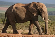 African Elephant Walking